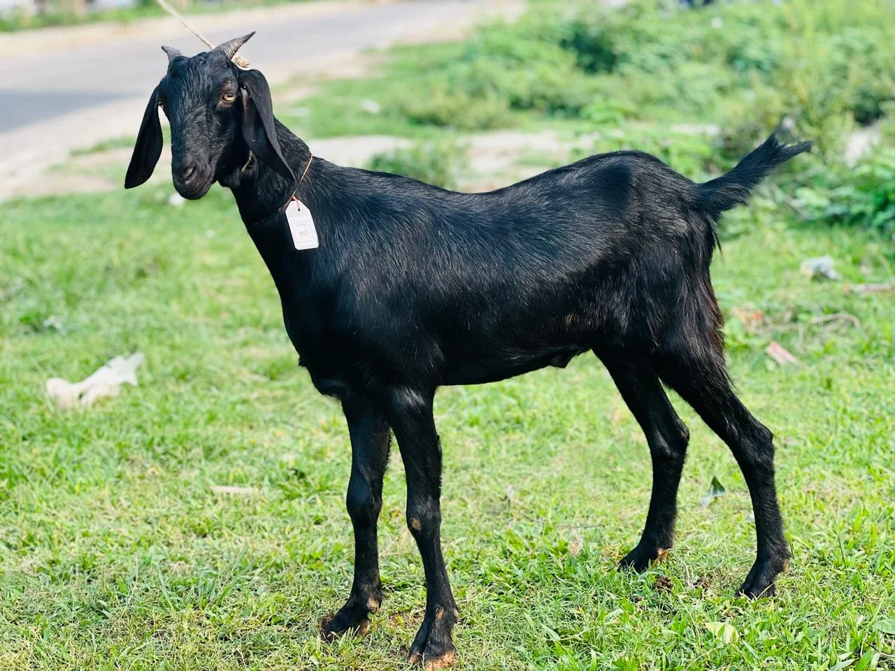 দেশী  ছাগল (27.6KG) 